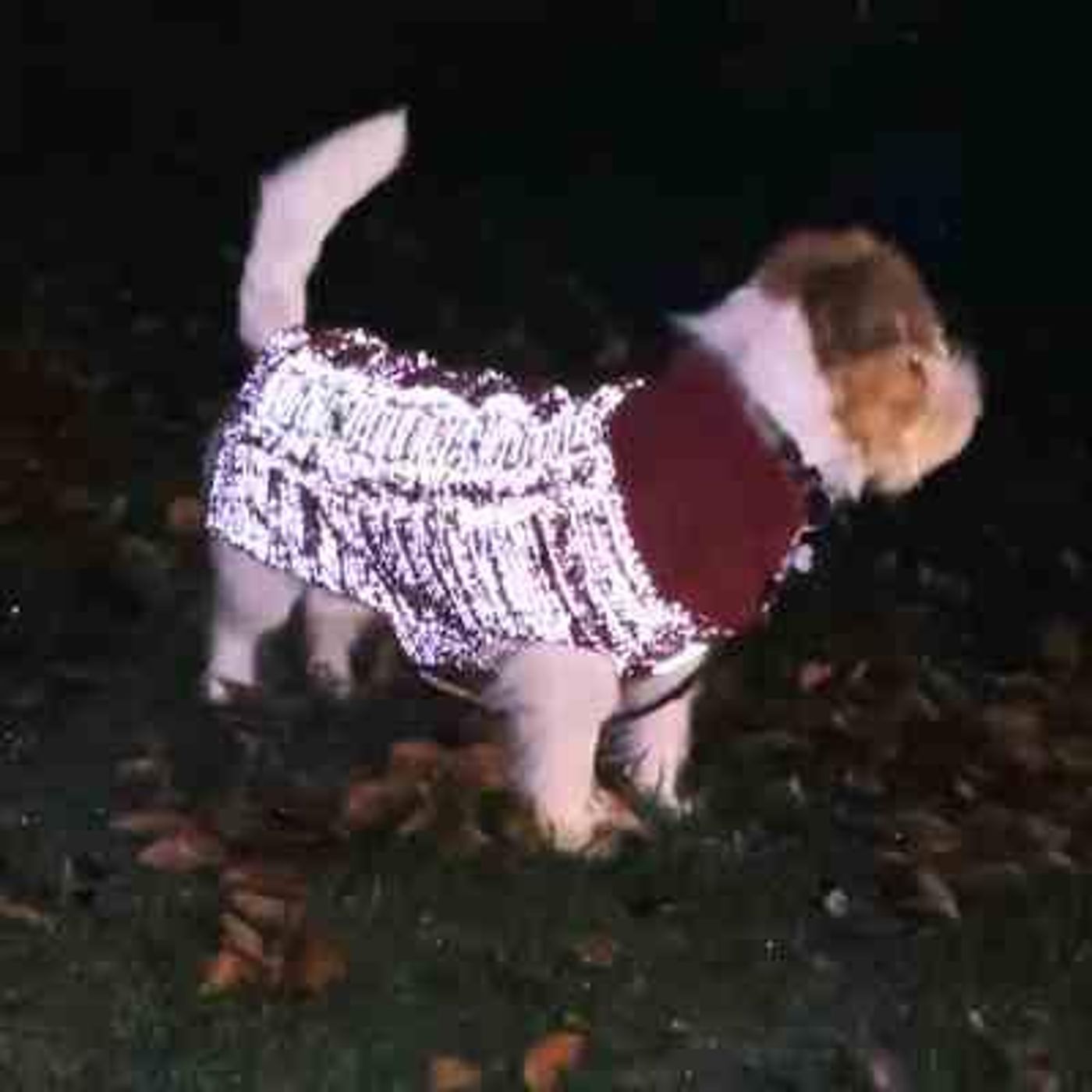 🐕Morild Bestevenn Genser M/40 cm med refleks, cherry